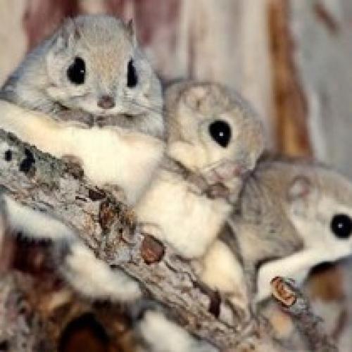 Интересные факты белка летяга. 10 любопытных фактов о белке-летяге («Fact») Белка-летяга — очень интересное создание, напоминающее летучую мышь, только очень милую