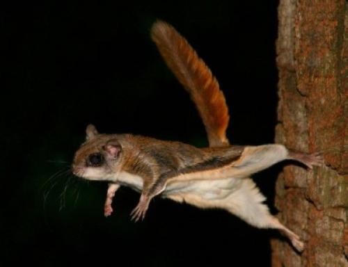 Интересные факты белка летяга. 10 любопытных фактов о белке-летяге («Fact») Белка-летяга — очень интересное создание, напоминающее летучую мышь, только очень милую