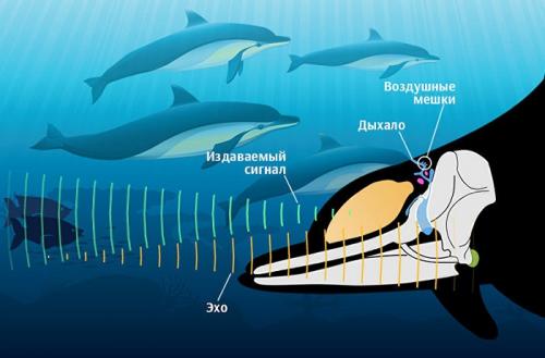 Леопарды хорошо плавают. Основное: 05