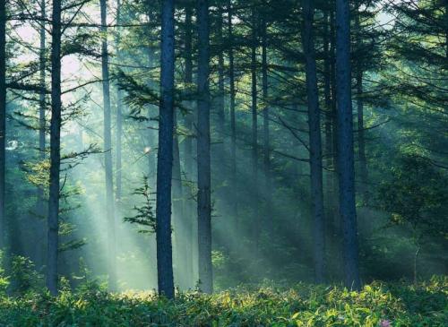 Животные евразии. Животный и растительный мир Евразии: описание обитателей, фото природы Евразии.