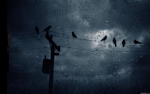 Животные евразии. Животный и растительный мир Евразии: описание обитателей, фото природы Евразии.