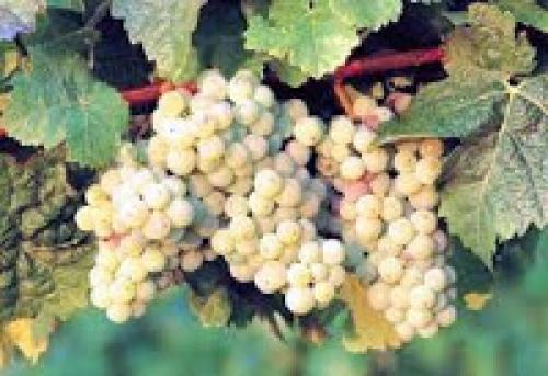 Редкие сорта винограда италии. Самые итальянские сорта винограда.