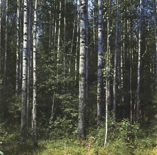 Какой самый большой лес. Список стран по площади лесов 26