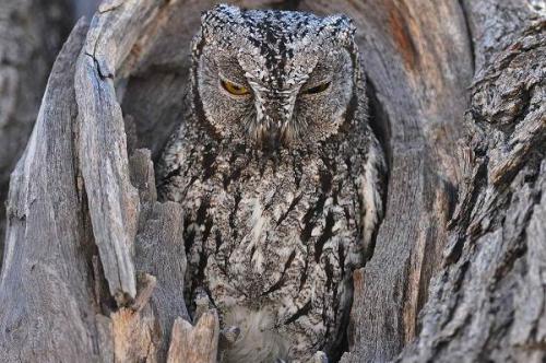 Где зимует сова. Виды