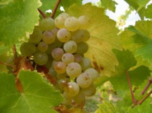 Редкие сорта винограда для вина. Рейтинг сортов винограда используемых для вина. ТОП
