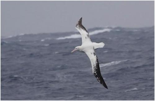 Самая высоколетающая птица. Рекорды в мире птиц