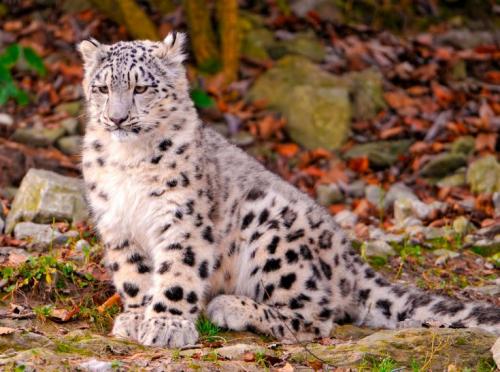 Информация об одном животном из Красной Книги. Животные из Красной Книги России