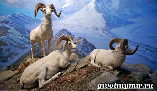 Животные близнецы северного полушария. Мир животных Северной Америки и его особенности