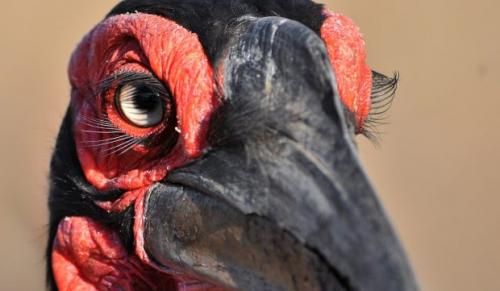 У кого из животных самые длинные ресницы. Животные с длинными ресницами: фотоподборка