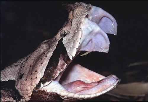 У, какого животного самые длинные ресницы. Хлопай ресницами: 15 невероятных фотографий, на которых запечатлены ресницы разных животных 18