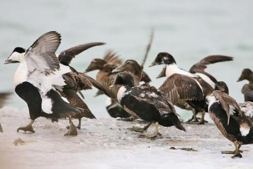 Самая высоколетающая птица. Рекорды в мире птиц