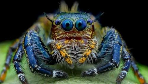 У, какого животного кровь голубого цвета. Животные с голубой кровью