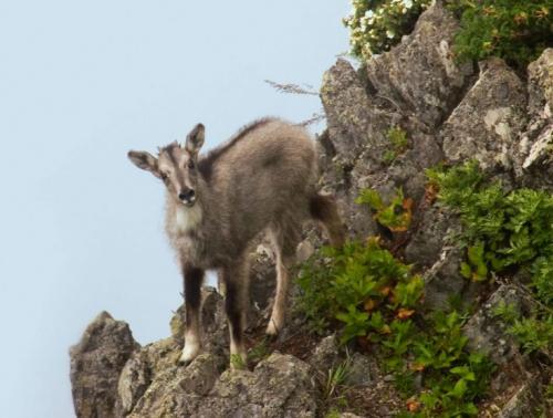Информация об одном животном из Красной Книги. Животные из Красной Книги России