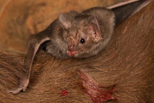 Летучая мышь-вампир. Десмод – самый распространенный вампир среди летучих мышей