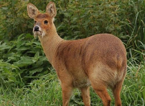 Информация об одном животном из Красной Книги. Животные из Красной Книги России