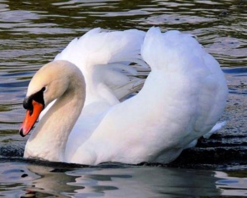 Самая высоколетающая птица. Рекорды в мире птиц