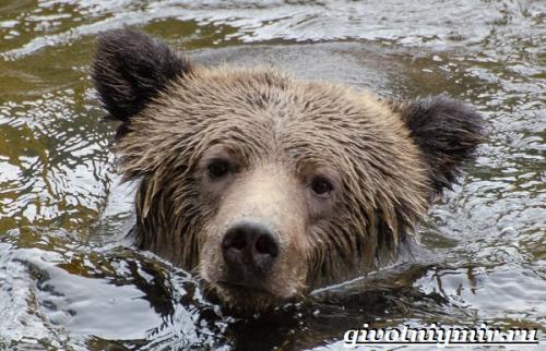 Животные близнецы северного полушария. Мир животных Северной Америки и его особенности