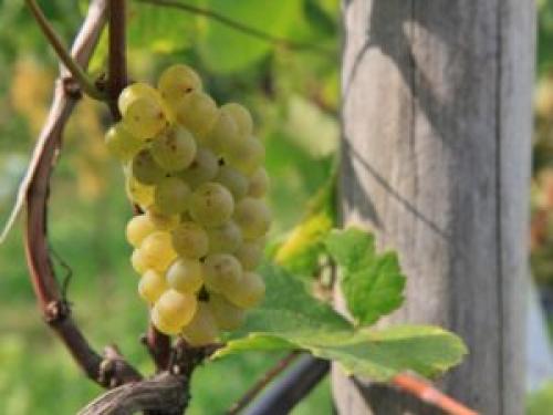 Редкие сорта винограда для вина. Рейтинг сортов винограда используемых для вина. ТОП
