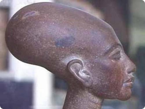 Череп древнего человека вид сбоку. Версии