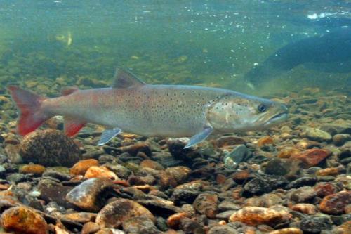 Информация об одном животном из Красной Книги. Животные из Красной Книги России