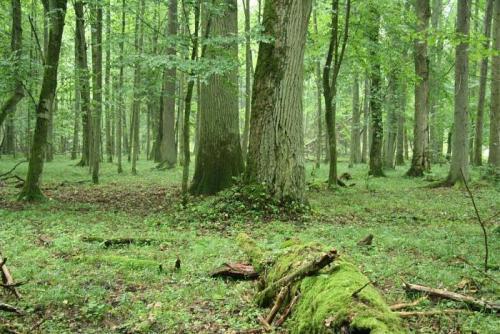 Какой самый большой лес. Список стран по площади лесов 22