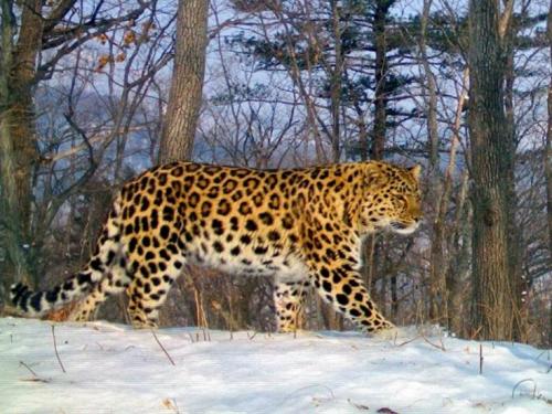 Информация об одном животном из Красной Книги. Животные из Красной Книги России