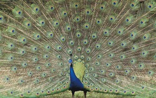 Самая высоколетающая птица. Рекорды в мире птиц