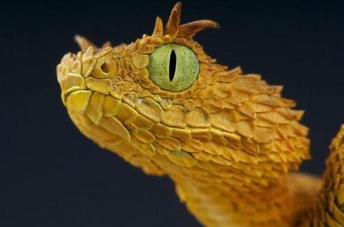 У, какого животного самые длинные ресницы. Хлопай ресницами: 15 невероятных фотографий, на которых запечатлены ресницы разных животных