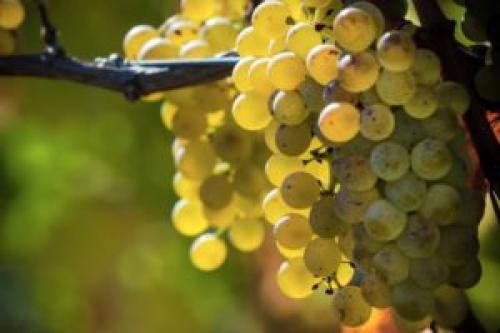 Редкие сорта винограда для вина. Рейтинг сортов винограда используемых для вина. ТОП