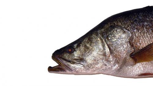 Самая большая. 25 самых больших животных в мире (25 фото)