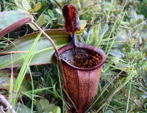 Самый необычный цветок. 10 самых необычных цветов мира (10 фото)