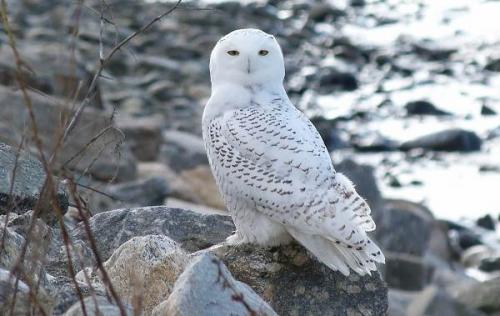 Где зимует сова. Виды