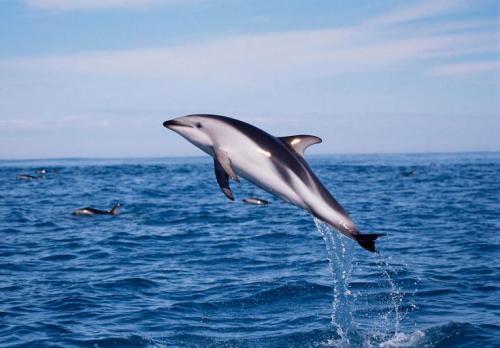 Информация об одном животном из Красной Книги. Животные из Красной Книги России