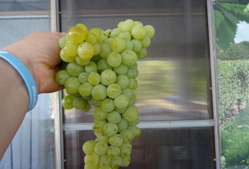 Редкие сорта винограда. Самые вкусные сорта винограда