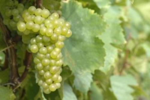 Редкие сорта винограда для вина. Рейтинг сортов винограда используемых для вина. ТОП