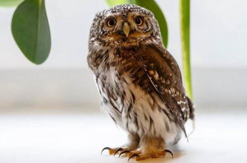 Где зимует сова. Виды