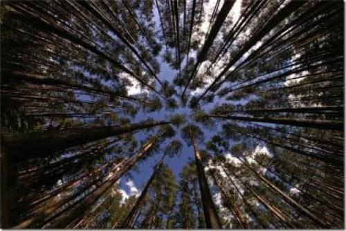 Какой самый большой лес в мире. Самый большой лес в мире