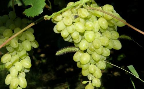 Самый редкий сорт винограда. Неприхотливые сорта винограда