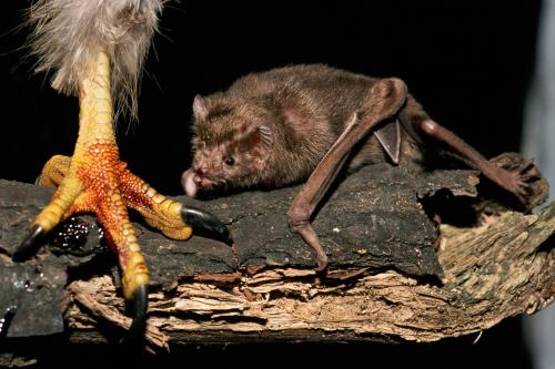 Летучая мышь-вампир. Десмод – самый распространенный вампир среди летучих мышей