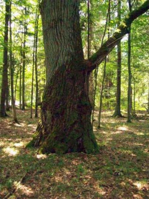 Какой самый большой лес. Список стран по площади лесов 23