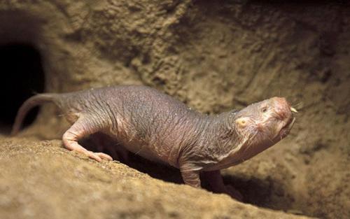 У, какого животного самые длинные ресницы. Хлопай ресницами: 15 невероятных фотографий, на которых запечатлены ресницы разных животных 20