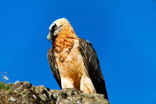 Самая высоколетающая птица беларуси. Какие виды птиц летают выше всех — список, характеристика и фото