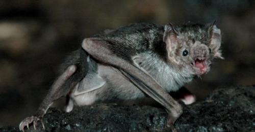 Летучая мышь-вампир. Десмод – самый распространенный вампир среди летучих мышей