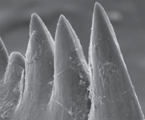 У, какого животного самые длинные ресницы. Хлопай ресницами: 15 невероятных фотографий, на которых запечатлены ресницы разных животных 15