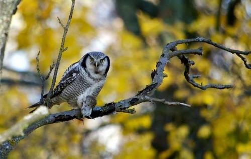 Где зимует сова. Виды