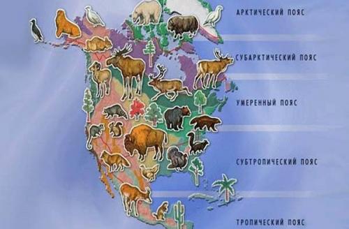 Животные близнецы северного полушария. Мир животных Северной Америки и его особенности