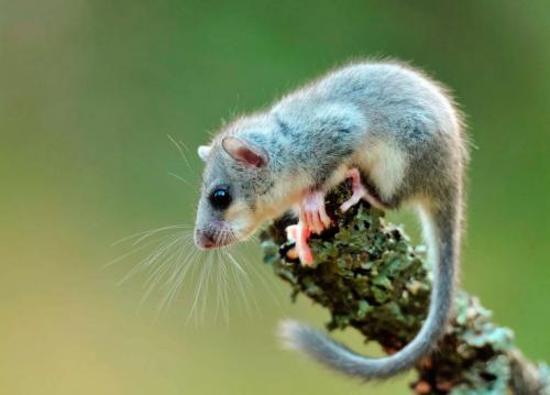 Информация об одном животном из Красной Книги. Животные из Красной Книги России