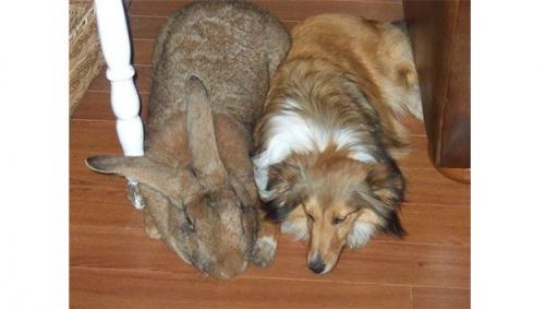 Самая большая. 25 самых больших животных в мире (25 фото)