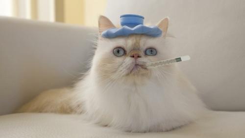 Коронавирусная инфекция у кошек. Нас из этого списка интересует лишь: