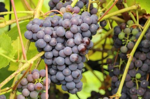 Самый редкий сорт винограда. Неприхотливые сорта винограда